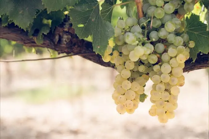 Garnacha Blanca